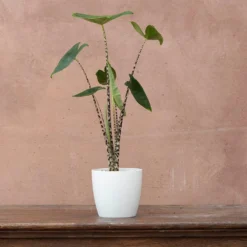 Alocasia Zebrina -Cheap Plants Store pl2000032005 card3 lg