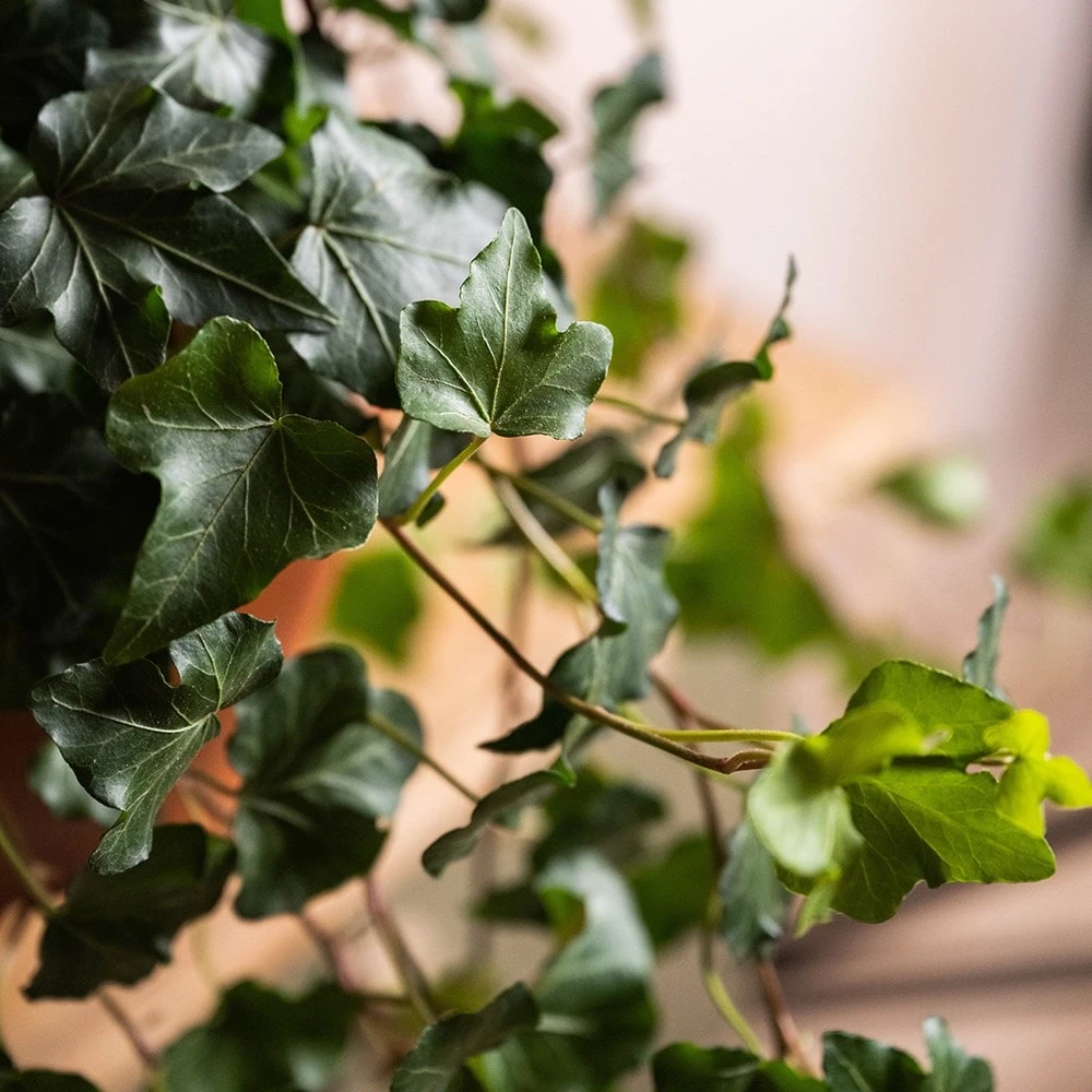 Hedera Helix 'Wonder' 2 Hedera Helix 'Wonder' - Image 2