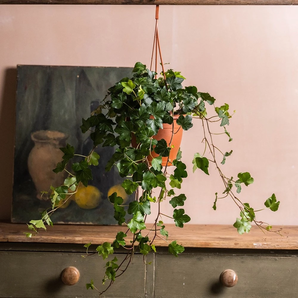 Hedera Helix 'Wonder' 3 Hedera Helix 'Wonder' - Image 3