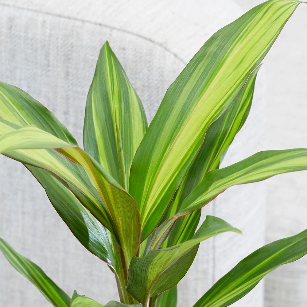 Cordyline Fruticosa 'Kiwi' 2 Cordyline Fruticosa 'Kiwi' - Image 2