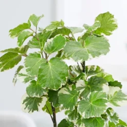 Polyscias Scutellaria 'Balfourii' -Cheap Plants Store pl2000032015 card3 lg