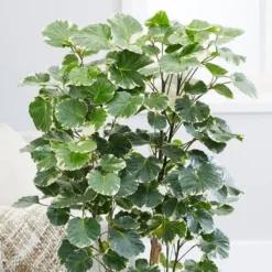 Polyscias Scutellaria 'Balfourii' -Cheap Plants Store pl2000032015 card4 lg