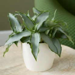 Murdannia Loriformis Bright Star ('Ppimur004')