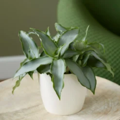 Murdannia Loriformis Bright Star ('Ppimur004') -Cheap Plants Store pl2000032030 card3 lg