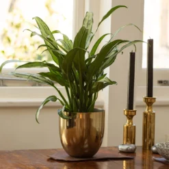 Aglaonema 'Cutlass' 5 Aglaonema 'Cutlass' -Cheap Plants Store pl2000032037 card3 lg