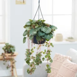 Saxifraga Stolonifera 5 Saxifraga Stolonifera -Cheap Plants Store pl2000032041 card3 lg