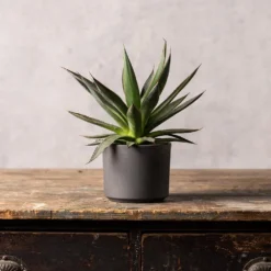 Agave 'Shaka Zulu' -Cheap Plants Store pl2000032043 card3 lg