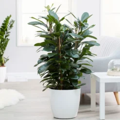 Ficus Cyathistipula -Cheap Plants Store pl2000032064 card3 lg