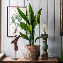 Aspidistra Elatior -Cheap Plants Store pl2000032065 card4 lg