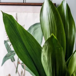 Aspidistra Elatior -Cheap Plants Store pl2000032065 card5 lg