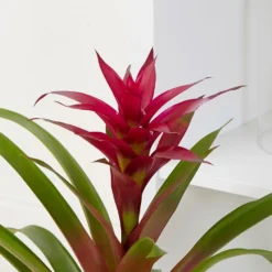 Guzmania 'Voilà' -Cheap Plants Store pl2000032081 card4 lg