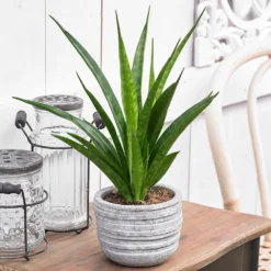 Sansevieria Kirkii 'Friends' -Cheap Plants Store pl2000032083 card3 lg