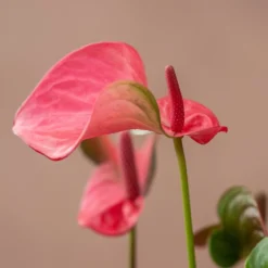 Anthurium Pink Champion ('Antinkeles') (PBR) -Cheap Plants Store pl2000032090 card3 lg