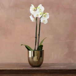 Phalaenopsis Grandiflorum 'White' 5 Phalaenopsis Grandiflorum 'White' -Cheap Plants Store pl2000032092 card3 lg