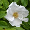 Rosa Rugosa 'Alba'
