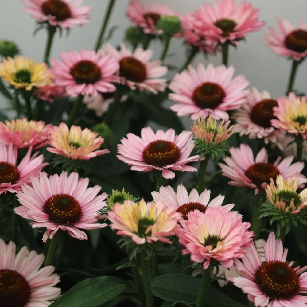 Echinacea SunSeekers Salmon ('IFECSSSAL') (PBR) (SunSeekers Series) 2 Echinacea SunSeekers Salmon ('IFECSSSAL') (PBR) (SunSeekers Series) - Image 2