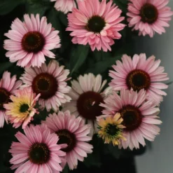 Echinacea SunSeekers Salmon ('IFECSSSAL') (PBR) (SunSeekers Series) 7 Echinacea SunSeekers Salmon ('IFECSSSAL') (PBR) (SunSeekers Series) -Cheap Plants Store pl2000033448 card3 lg