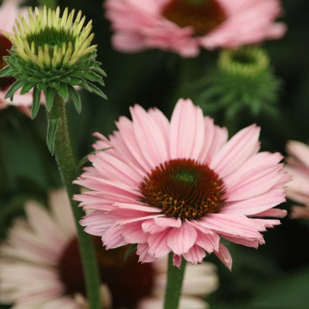 Echinacea SunSeekers Salmon ('IFECSSSAL') (PBR) (SunSeekers Series) 4 Echinacea SunSeekers Salmon ('IFECSSSAL') (PBR) (SunSeekers Series) - Image 4