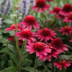 Echinacea Delicious Candy ('Noortdeli') (PBR) 6 Echinacea Delicious Candy ('Noortdeli') (PBR) -Cheap Plants Store pl2000033449 card3 lg
