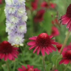 Echinacea Delicious Candy ('Noortdeli') (PBR) 7 Echinacea Delicious Candy ('Noortdeli') (PBR) -Cheap Plants Store pl2000033449 card4 lg