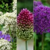 Stunning Allium Collection