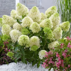 Hydrangea Paniculata Skyfall ('Frenne') (PBR) -Cheap Plants Store pl2000033503 card3 lg