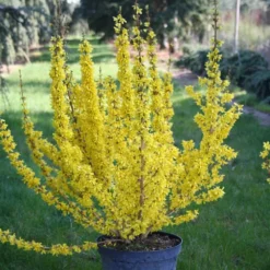 Forsythia × Intermedia Mikador ('Minfor6') (PBR) -Cheap Plants Store pl2000033512 card3 lg