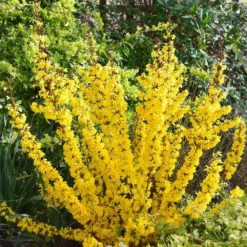 Forsythia × Intermedia Mikador ('Minfor6') (PBR) -Cheap Plants Store pl2000033512 card4 lg