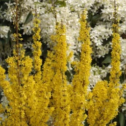 Forsythia × Intermedia Mikador ('Minfor6') (PBR) -Cheap Plants Store pl2000033512 card5 lg