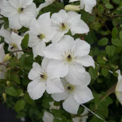 Clematis Forever Friends ('Zofofri') (PBR) -Cheap Plants Store pl2000033515 card3 lg