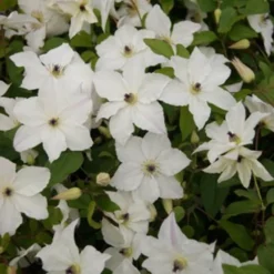 Clematis Forever Friends ('Zofofri') (PBR) -Cheap Plants Store pl2000033515 card4 lg