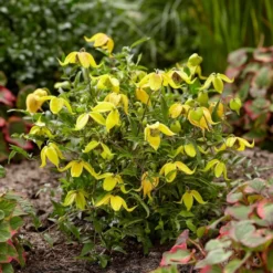 Clematis Little Lemons ('Zo14100') (PBR) 12 Clematis Little Lemons ('Zo14100') (PBR) -Cheap Plants Store pl2000033527 card3 lg