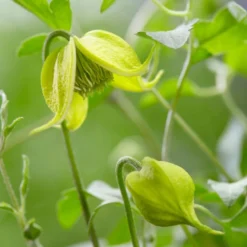 Clematis Little Lemons ('Zo14100') (PBR) 13 Clematis Little Lemons ('Zo14100') (PBR) -Cheap Plants Store pl2000033527 card4 lg