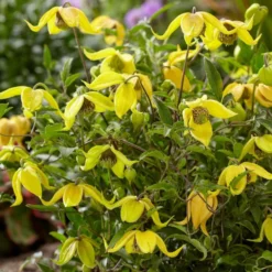 Clematis Little Lemons ('Zo14100') (PBR) 14 Clematis Little Lemons ('Zo14100') (PBR) -Cheap Plants Store pl2000033527 card5 lg