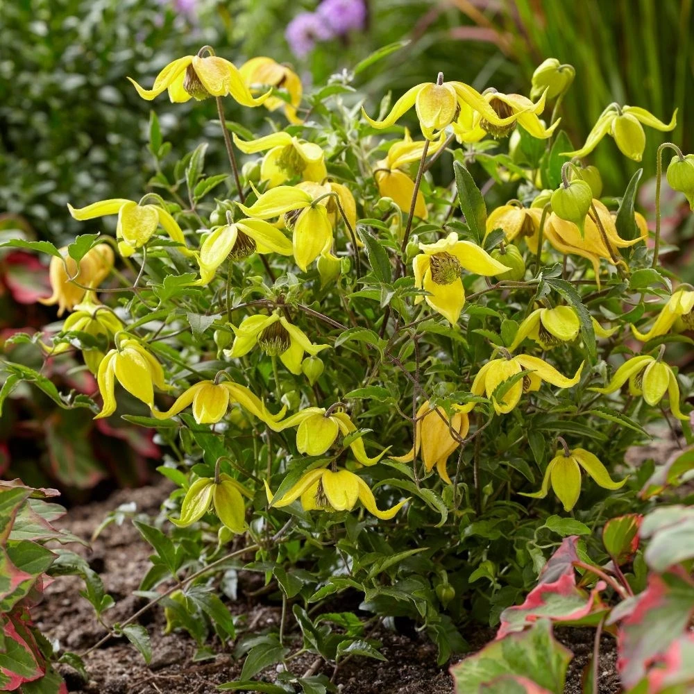 Clematis Little Lemons ('Zo14100') (PBR) 7 Clematis Little Lemons ('Zo14100') (PBR) - Image 7