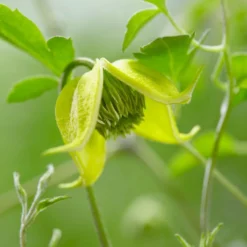 Clematis Little Lemons ('Zo14100') (PBR) 17 Clematis Little Lemons ('Zo14100') (PBR) -Cheap Plants Store pl2000033527 card8 lg