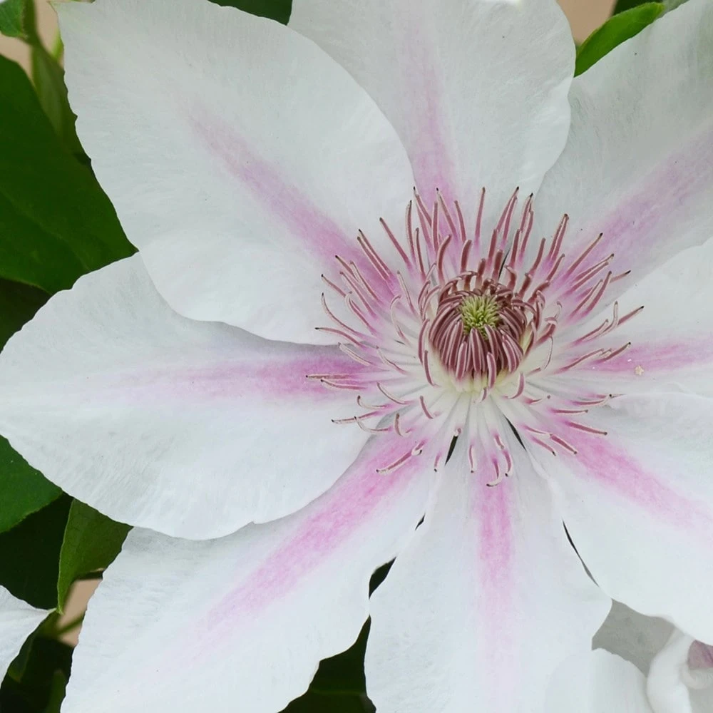 Clematis Corinne ('Evipo063') (PBR) (Boulevard Series) 2 Clematis Corinne ('Evipo063') (PBR) (Boulevard Series) - Image 2