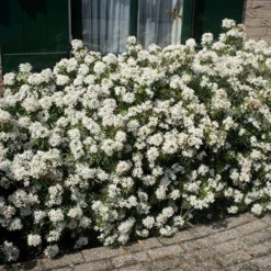 Choisya × Dewitteana White Dazzler ('Londaz') (PBR) -Cheap Plants Store pl2000033539 card3 lg