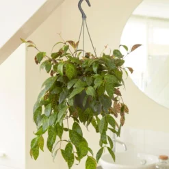 Aeschynanthus Longicaulis 5 Aeschynanthus Longicaulis -Cheap Plants Store pl2000033576 card3 lg