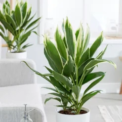 Cordyline Fruticosa 'Conga'