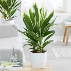 Cordyline Fruticosa 'Conga' -Cheap Plants Store pl2000033582 card3 lg