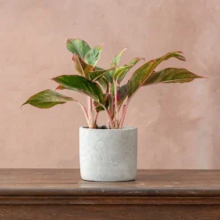Aglaonema 'Crete' -Cheap Plants Store pl2000033583 card3 lg