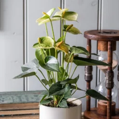 Anthurium Vanilla Champion -Cheap Plants Store pl2000033604 card3 lg