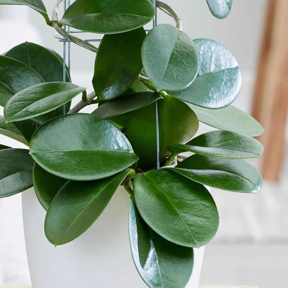 Hoya Australis 2 Hoya Australis - Image 2