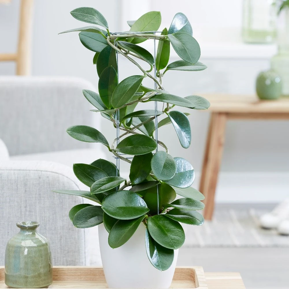 Hoya Australis 4 Hoya Australis - Image 4