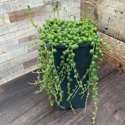 Curio Rowleyanus -Cheap Plants Store pl2000033731 card5 lg