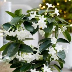 Stephanotis Floribunda -Cheap Plants Store pl2000034245 card3 lg