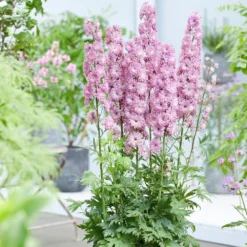 Delphinium Flamenco ('Coadelfla') (PBR) (Highlander Series) -Cheap Plants Store pl2000034317 card3 lg