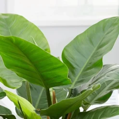 Philodendron 'Imperial Green' 7 Philodendron 'Imperial Green' -Cheap Plants Store pl2000034365 card4 lg