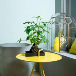 Schefflera Arboricola 'Nora' -Cheap Plants Store pl2000034367 card3 lg